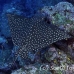 ray_eagle_wolf_h_0011_ecu0479.jpg